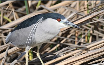 Tri-Valley CAREs’ Analysis of  Livermore Lab’s 2023 Site Environmental Reports