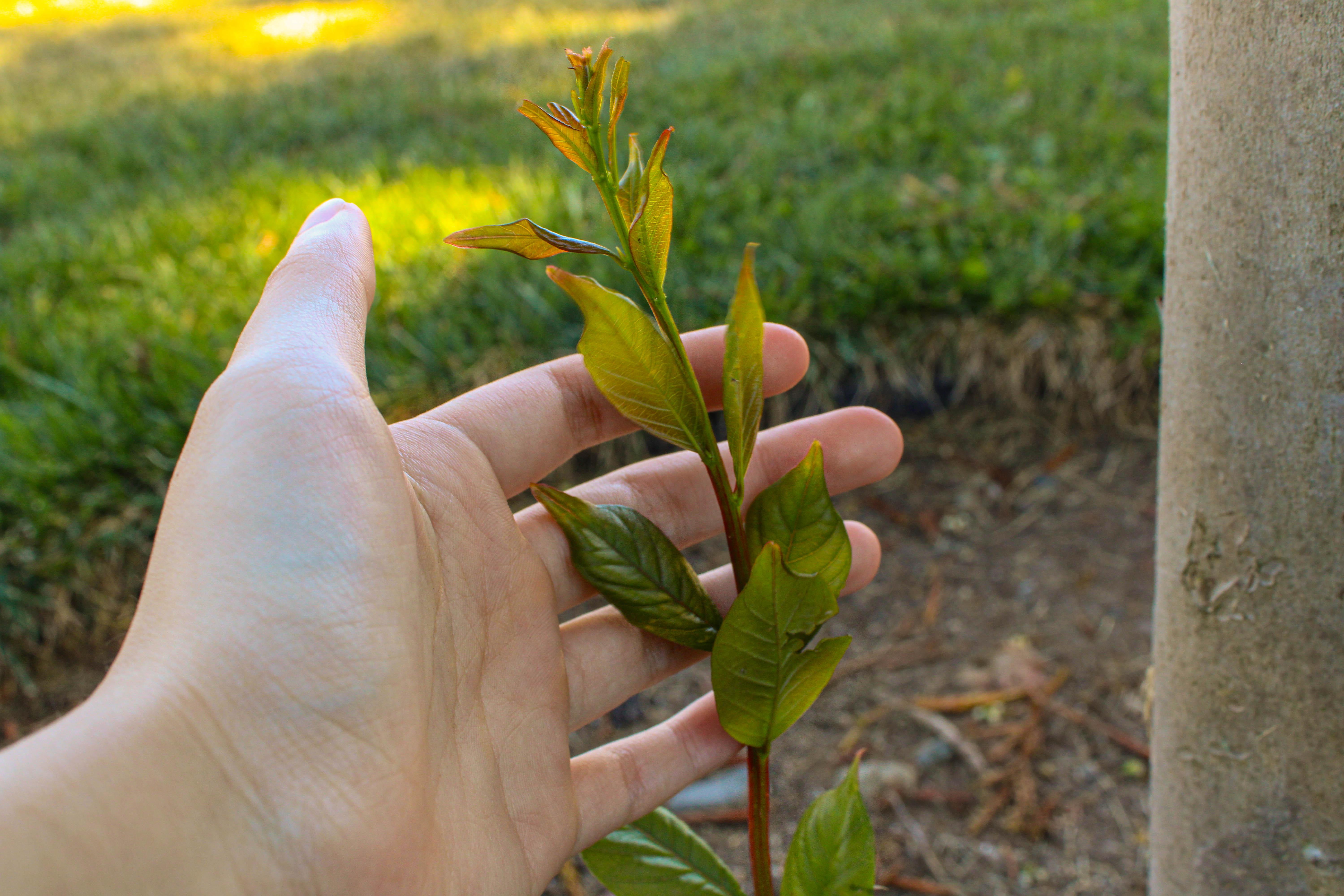 The Future of New Growth- Sophie A. Vaughn