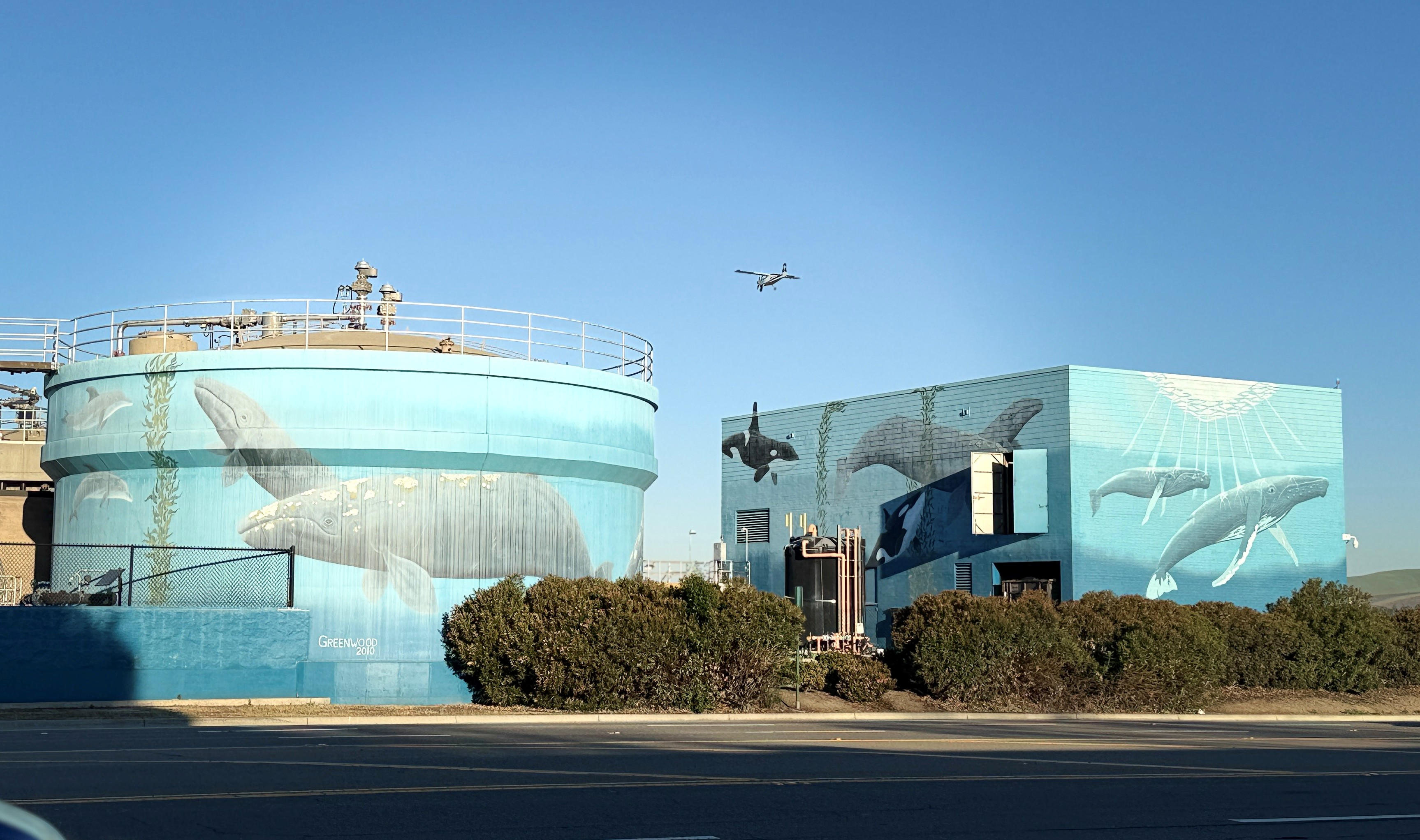 Whales in Wine Country- Pareena Gupta