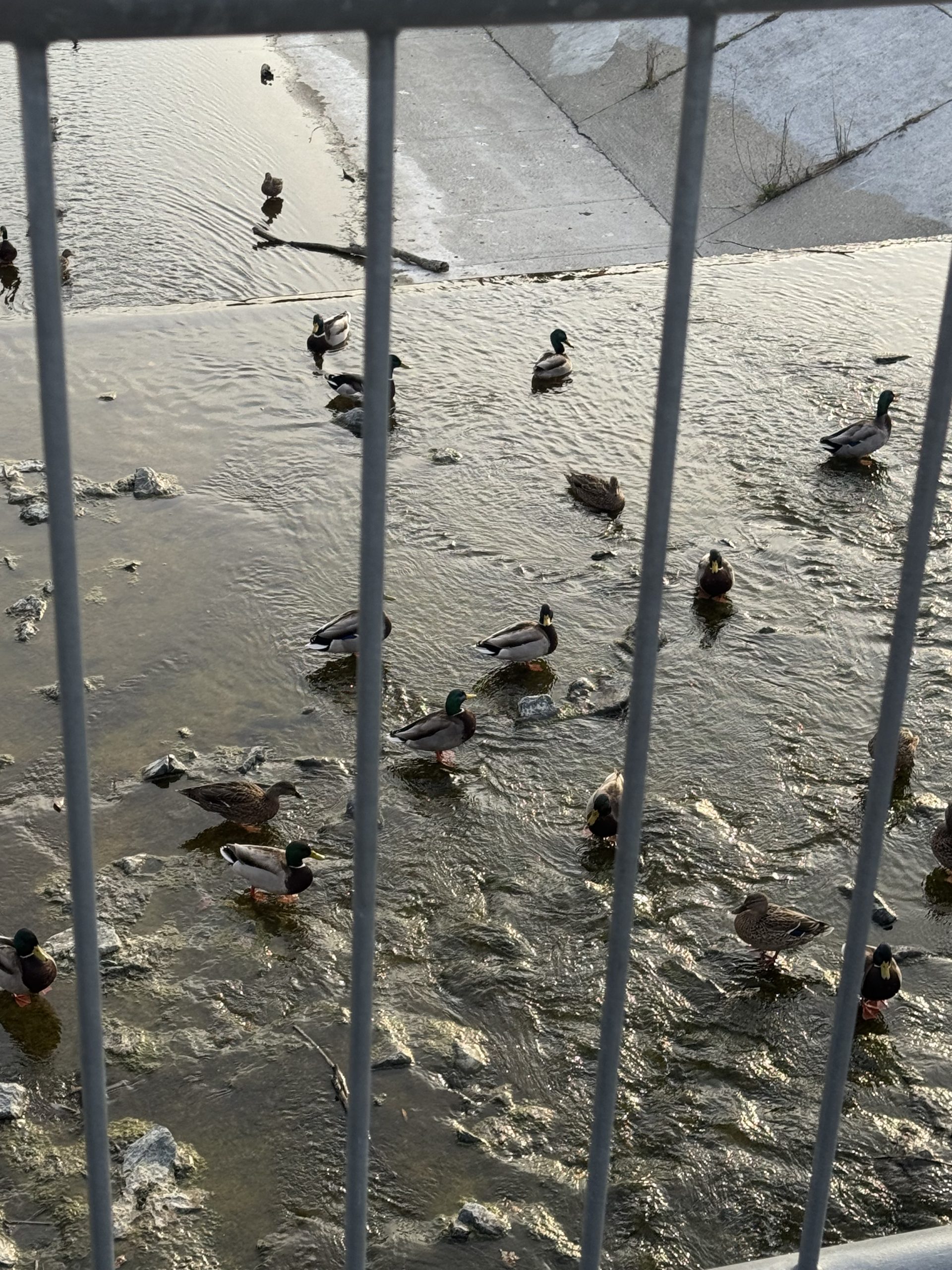 Birds in the Prison- Milena Dovgal