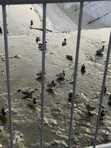 Birds in the Prison- Milena Dovgal