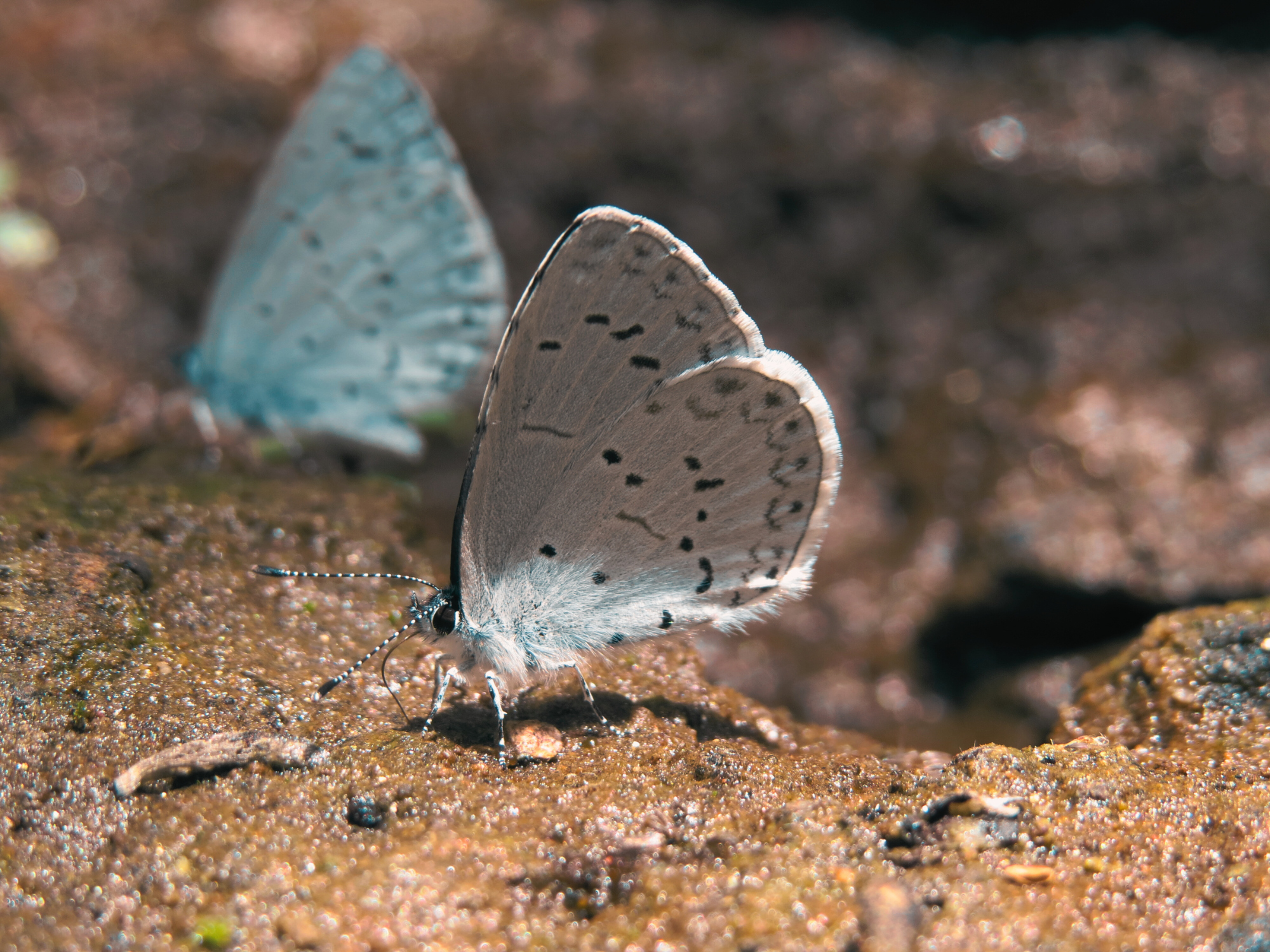 Yosemite Butterflies- Zacharia Bahcivan